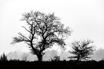Trees in the landscape but in black and white