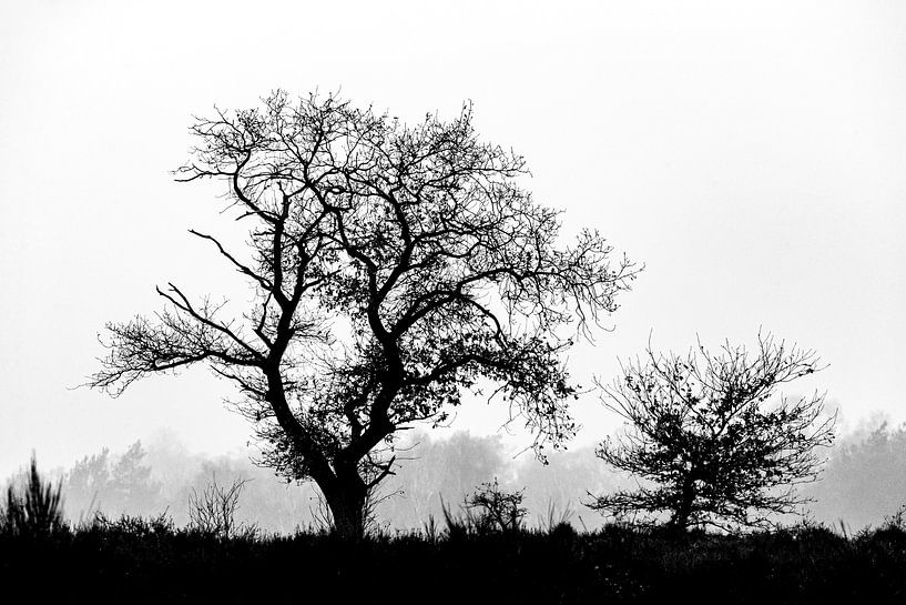Des arbres dans le paysage mais en noir et blanc par Menno Schaefer