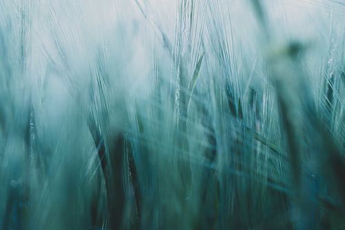 Wheat ears in the evening light