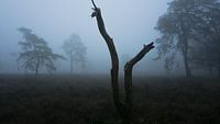 Fog on the heath