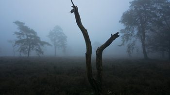 Mist op de heide