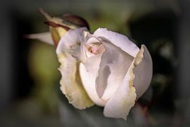 White Rose by Rob Boon