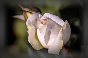 Witte Roos van Rob Boon