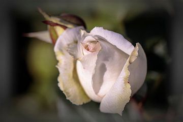Weiße Rose von Rob Boon