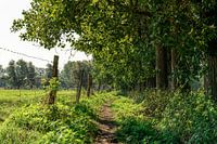 Smal wandelpad tussen de bomen en weilanden.