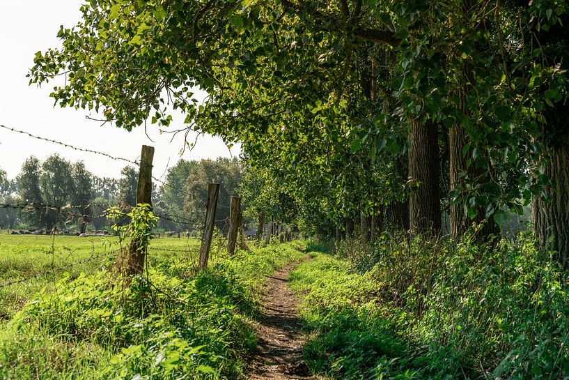 Smal wandelpad tussen de bomen en weilanden. van Mickéle Godderis