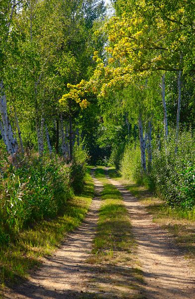 Schöner Weg von Thomas Jäger