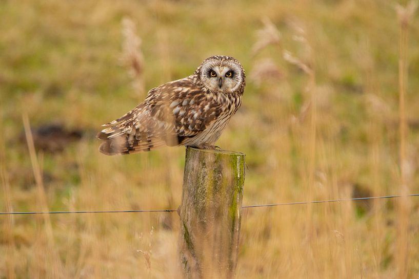 Short-eared owl (Asio flammeus) by Gert Hilbink