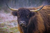schotse hooglander