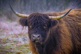 Scottish Highlander by P Hogeveen