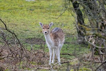 Damhert by Merijn Loch