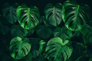 Green Monstera Jungle