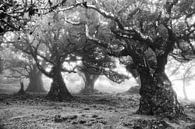 Oude bomen in zwart-wit par Michel van Kooten Aperçu