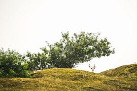 Hirsch auf der Lauer