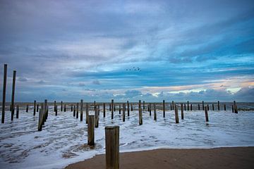 Palendorp strand Petten aan zee, Nederland van Eigenwijze Fotografie