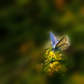 Icarus Blue in ‘Golden Glow’.