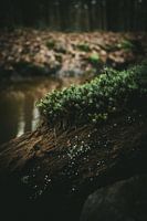 Bemooster Baumstamm über Wasser