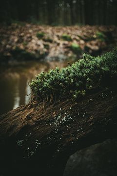 Mossy log over water by Jan Eltink