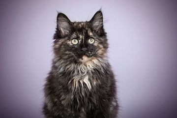 Chaton Maine Coon sur Lotte van Alderen