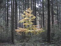 Farbiger Baum im dunklen Wald