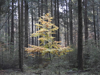 Farbiger Baum im dunklen Wald