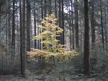 Farbiger Baum im dunklen Wald von Anita van Gendt