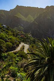 Verborgene Natur auf Teneriffa, Masca von Nynke Altenburg