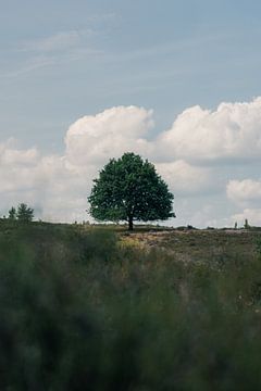Eenzame Eik op de Veluwe van Dave Adriaanse