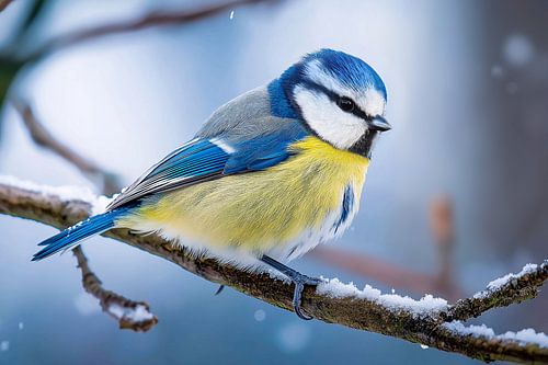 Blauwe mees (Cyanistes caeruleus)
