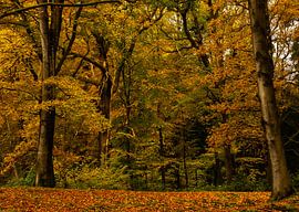 Herbstwald