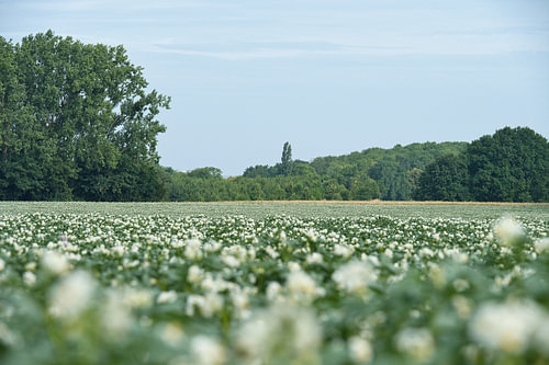 Floraison estivale dans les champs