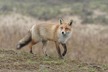 Red fox sur Menno Schaefer