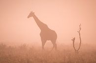 Silhouet van een giraf in de ochtendmist van Sharing Wildlife thumbnail
