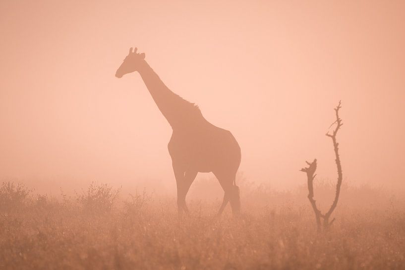 Silhouet van een giraf in de ochtendmist van Sharing Wildlife