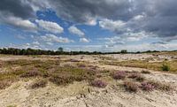 Heath field with cloud sky by Martin Stevens thumbnail