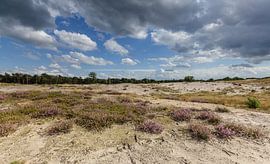 Heath field with cloud sky
