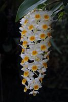 White orchids