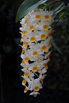 Witte orchideeën tros van Sharleen Roijackers