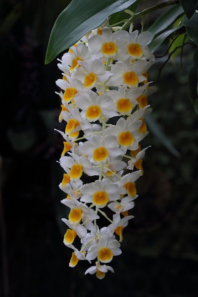 White orchids by Sharleen Roijackers