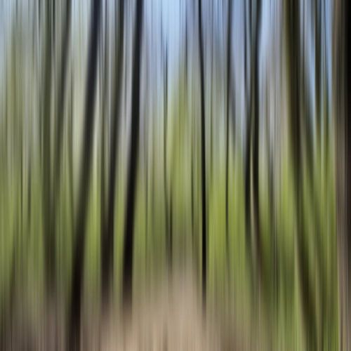 Concept studie Kralingse Bos 2