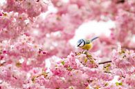 Blue tit in the blossom by Tim Rensing thumbnail
