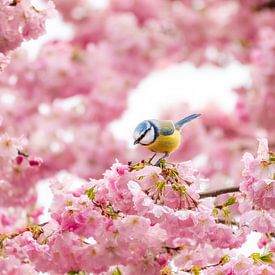 Mésange bleue dans les fleurs sur Tim Rensing