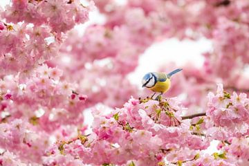 Blaumeise in der Blüte