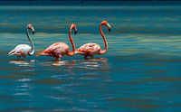 Amerikaanse flamingo van Maarten Verhees thumbnail