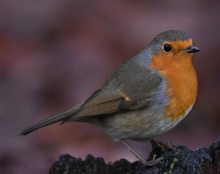 The comfort bird... by Klazina Visser