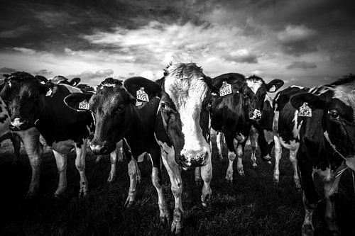 black and white cows