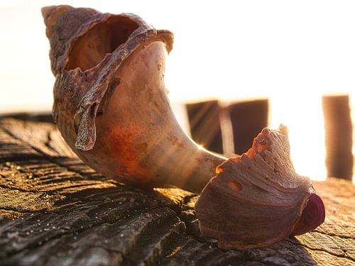 Coquille sur pilchard