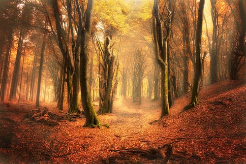 Old trees