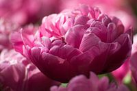 Kleurige Keukenhof