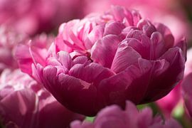 Kleurige Keukenhof  von corrie Soeteman